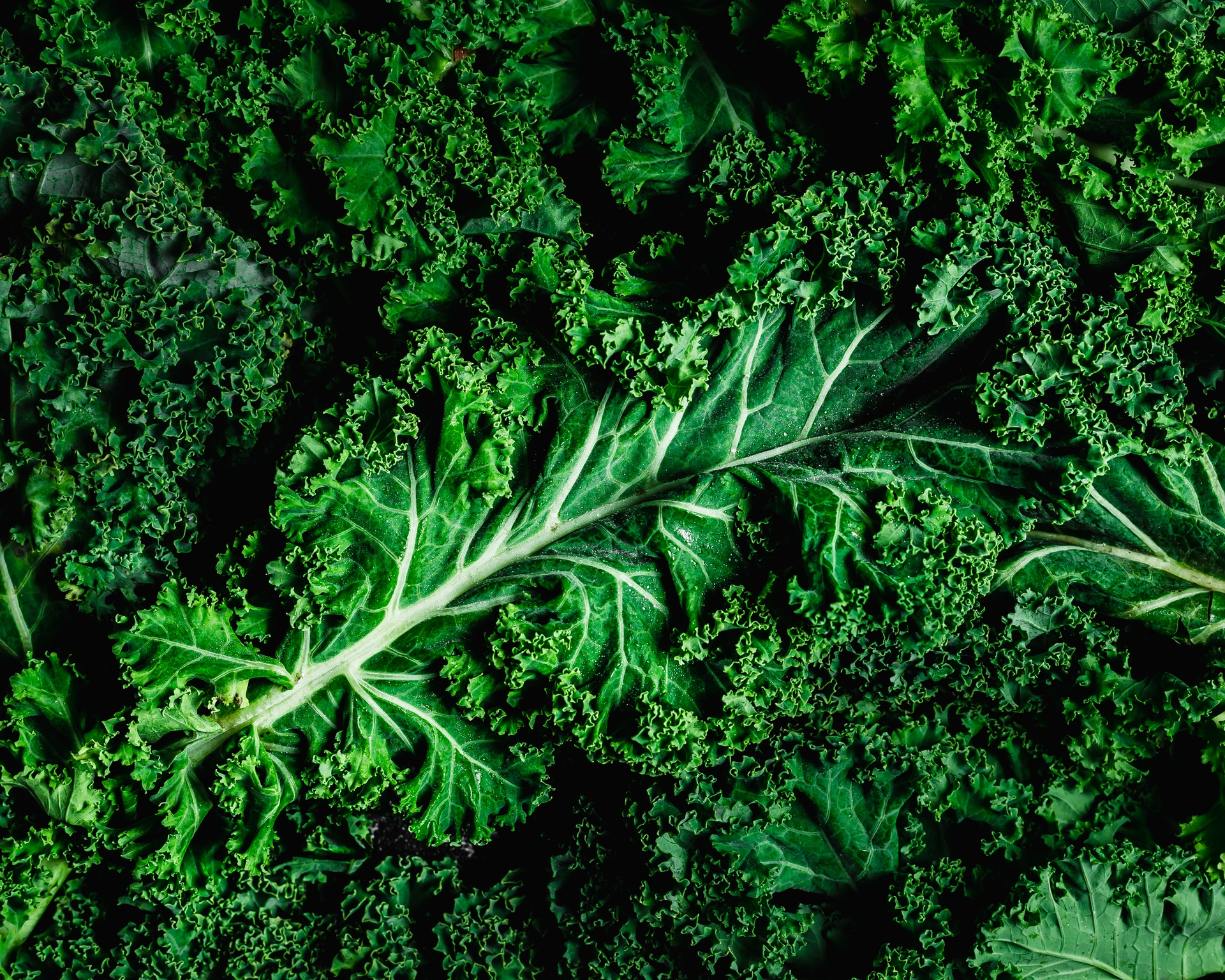 32 kale